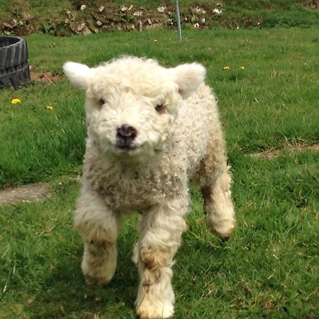 Rivendell Farm By Wigwam Holidays Carmarthen Extérieur photo