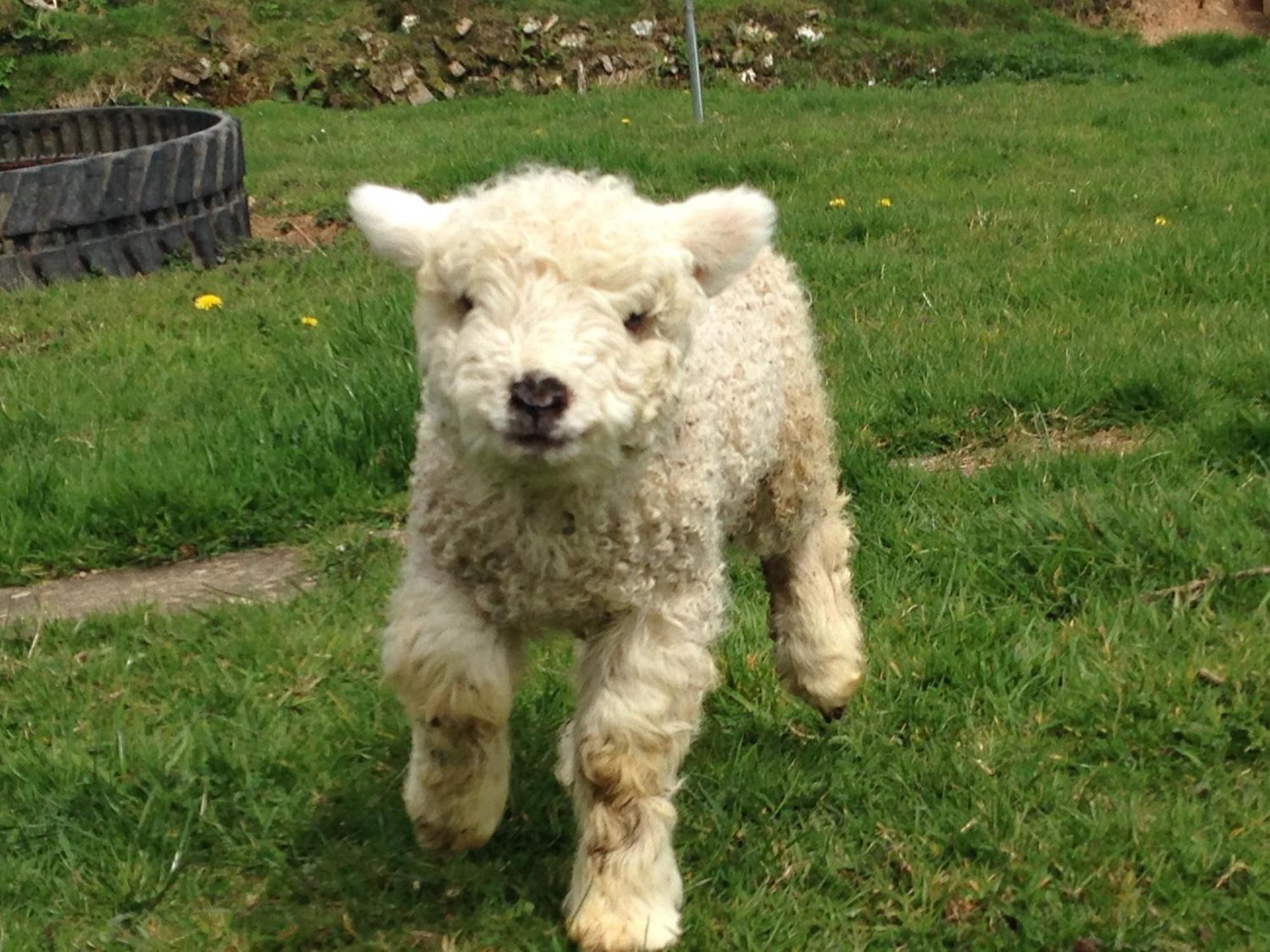 Rivendell Farm By Wigwam Holidays Carmarthen Extérieur photo